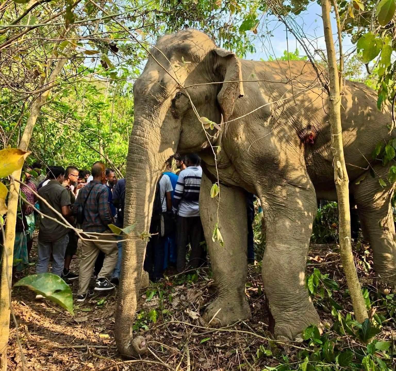 অবশেষ মারা গেলো লংগদুতে চিকিৎসাধীন  বুনো হাতিটি