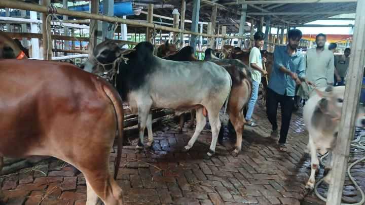 চাহিদার চেয়ে মজুদ বেশী, হাটহাজারীতে ১৮ স্থানে বসছে কোরবানির পশুরহাট