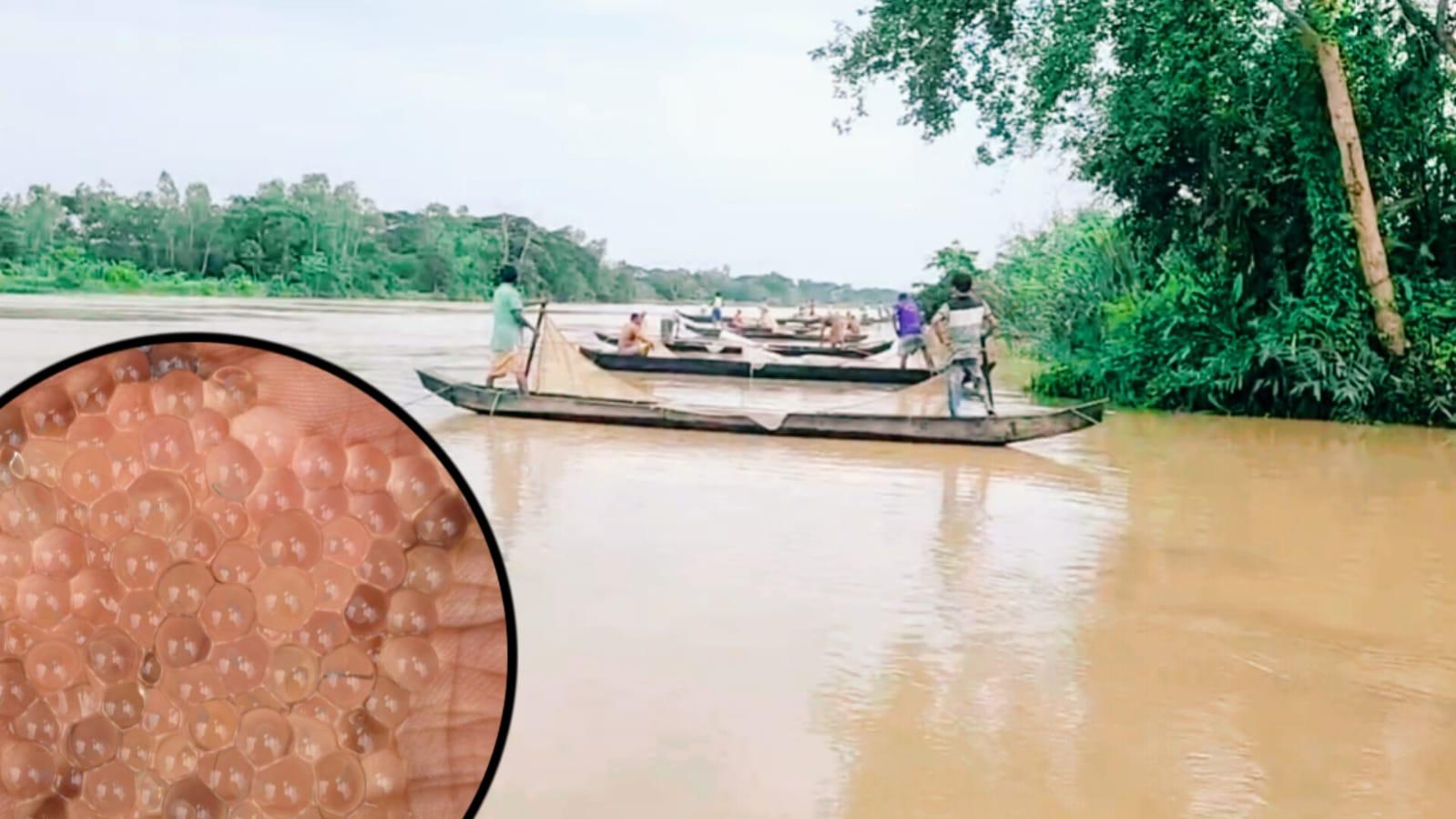 হালদায় নদীতে কার্পজাতীয় মা-মাছ নমুনা ডিম ছেড়েছে