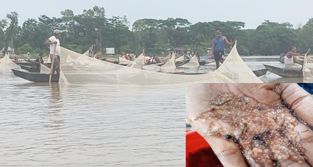 হালদা নদীতে প্রথম দফায় ডিম ছেড়েছে কার্পজাতীয় মা মাছ