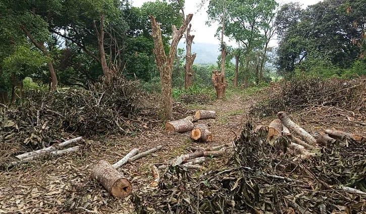 অনুমোদন ছাড়াই দেদারসে কাটছে হর্টিকালচারের গাছ