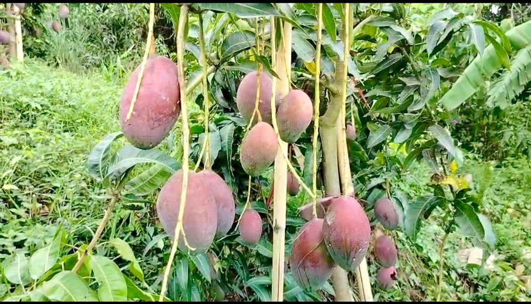 পাহাড়ে ৫৪ জাতের বিদেশী আম চাষ