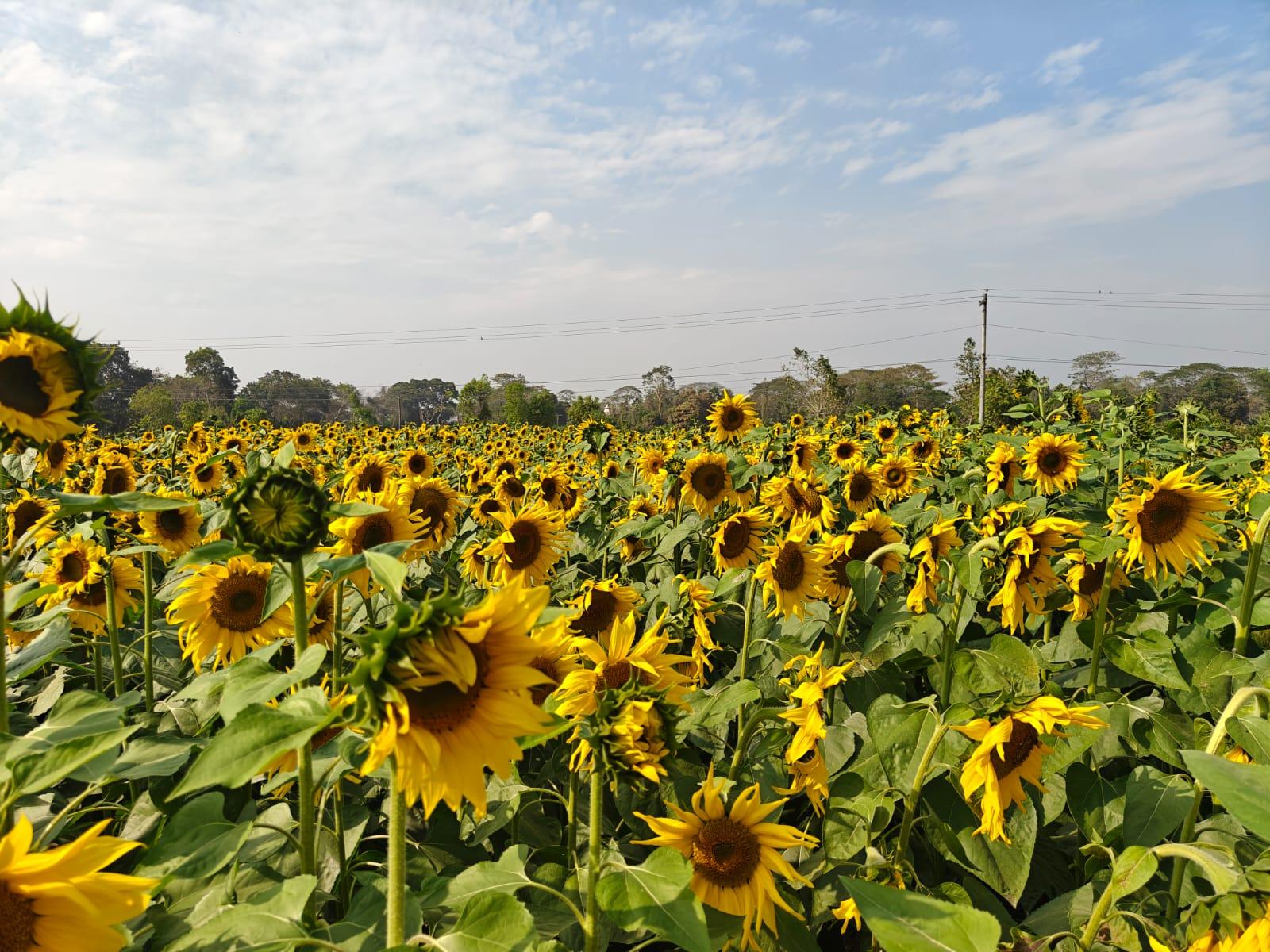 সূর্যমুখীর হলুদ হাসিতে রাঙা রাউজানের মাঠ-ঘাট