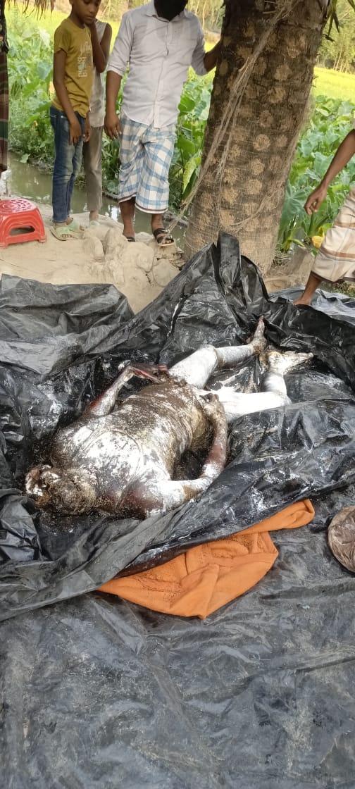 বাঁশখালীতে হাতির আক্রমণে কৃষকের মৃত্যু, তিন দিন পর মরদেহ উদ্ধার