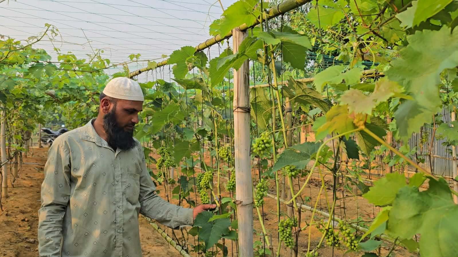 পাহাড়ে ইউক্রেনী আঙ্গুর বাগান সালাউদ্দিনের দীর্ঘ স্বপ্ন