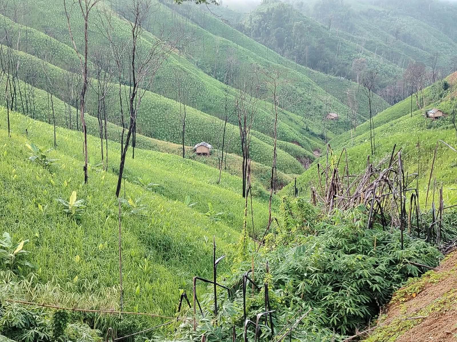 <h1>পাহাড়ে সোনা ফলে, কিন্তু হাসি ফোটে না জুম চাষির মুখে: ন্যায্য দাম থেকে বঞ্চিত পাহাড়ের কৃষক</h1>