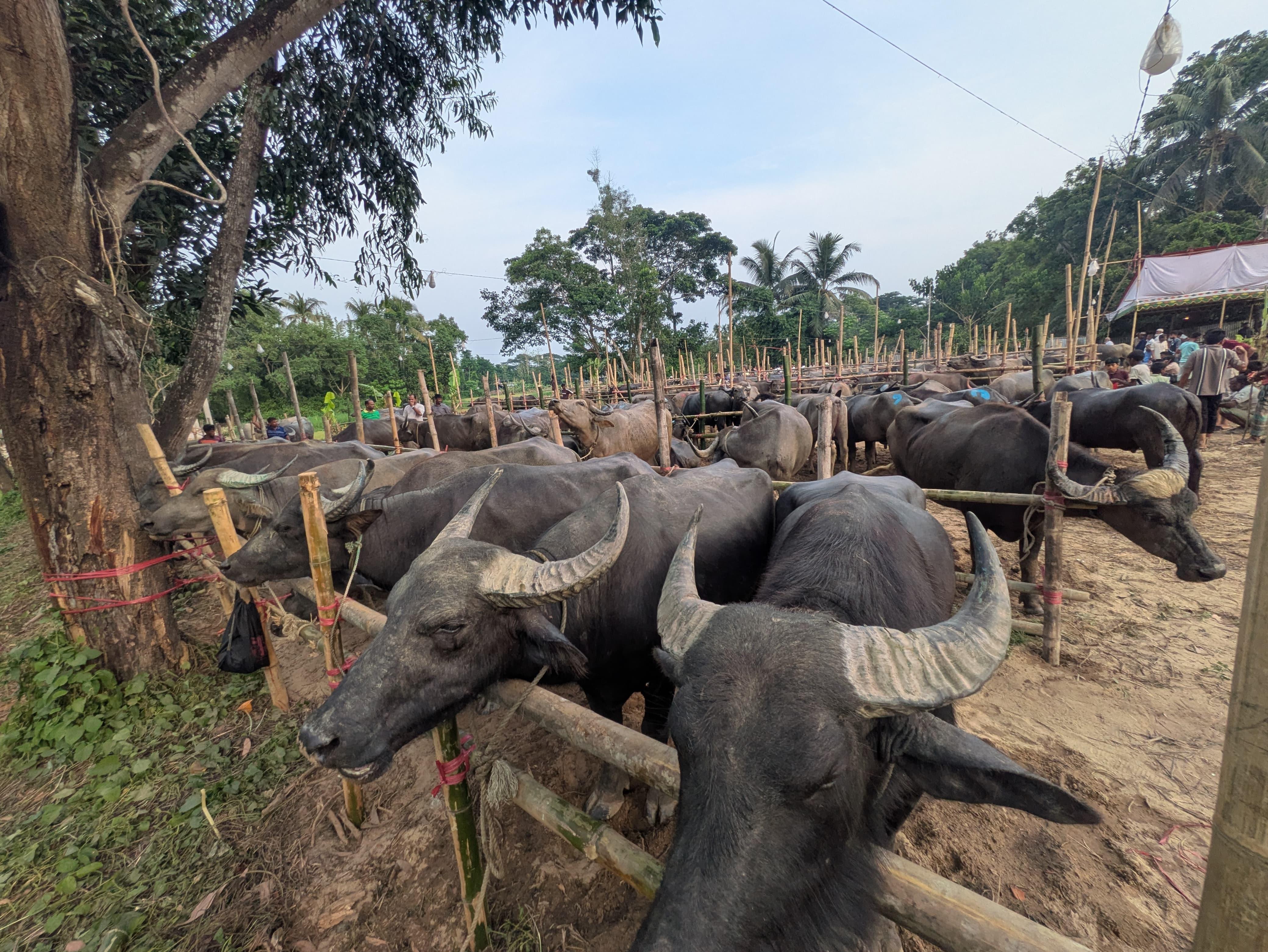 ঐতিহ্যবাহী গুমাইবিলের মহিষে জমজমাট রাঙ্গুনিয়া শান্তিনিকেতন হাট