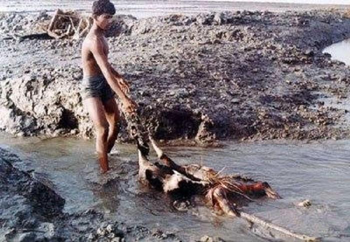 সংযুক্ত ছবি