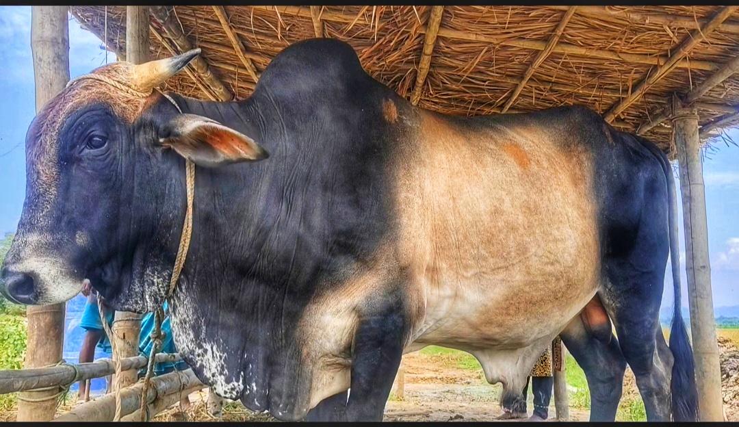 ‘রয়েল’ কাঁপাচ্ছে কোরবানির হাট
