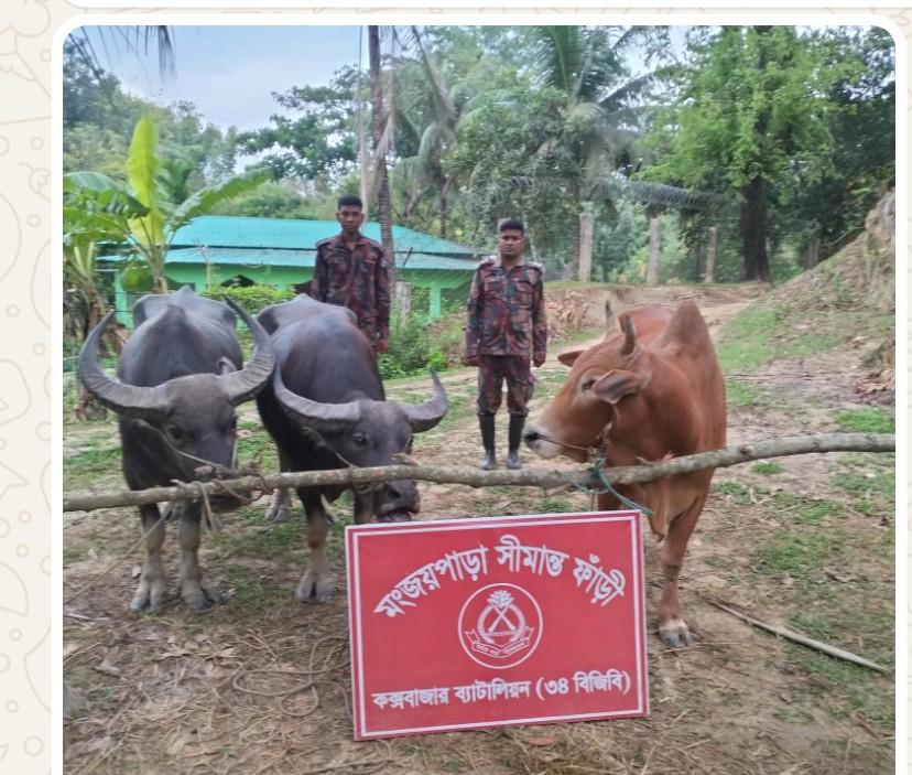 কুরবানের ঈদকে সামনে রেখে ঘুমধুমের মঞ্জয়পাড়া সীমান্ত দিয়ে গরু পাচার শুরু