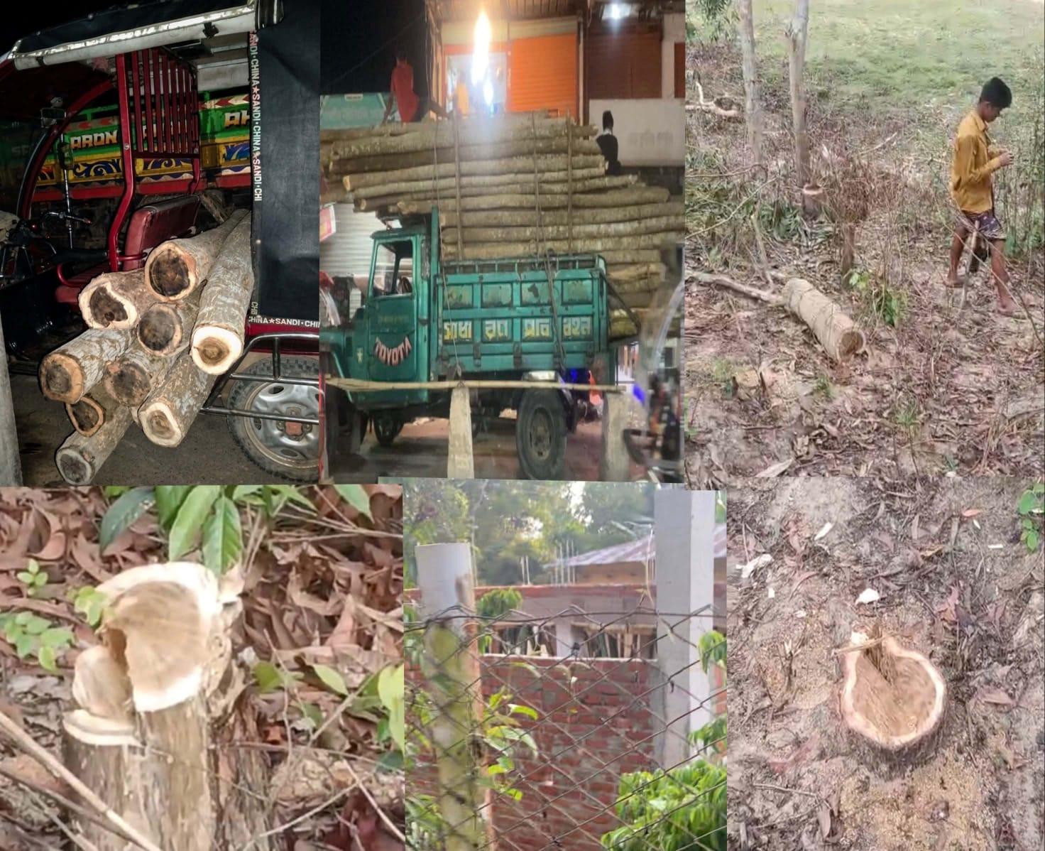 পেকুয়ায় বন উজাড়ের মহোৎসব: পিকআপ-টমটম-টলি-সিএনজিতে দেদার কাঠ পাচার