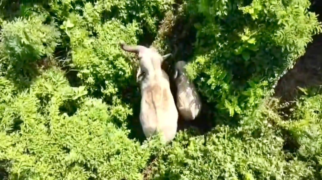 বন্য প্রাণীর অভয়ারণ্য-অভয়াশ্রম পাহাড়  বিলুপ্তির পথে বন্য প্রাণী; হুমকিতে জীববৈচিত্র্য!