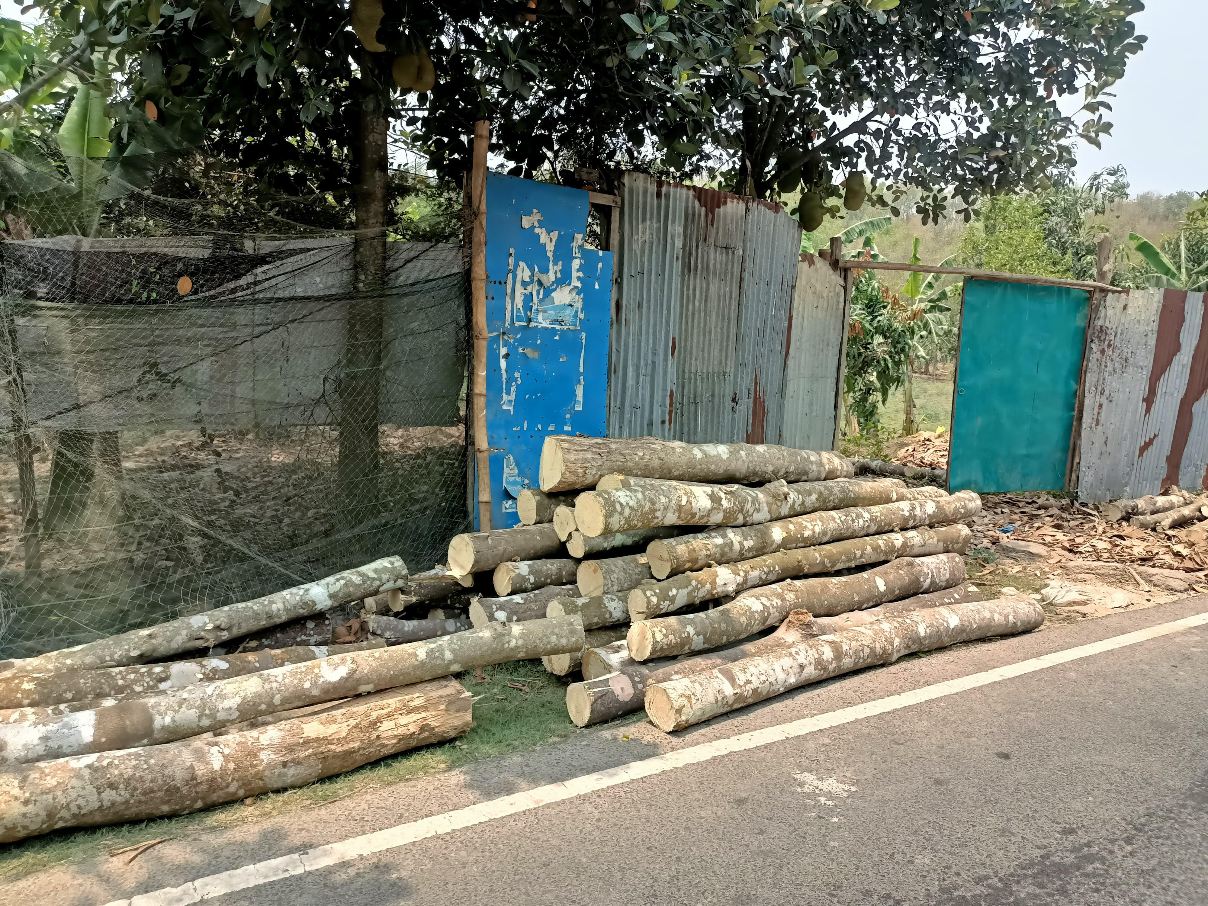 রাতের আঁধারে আগর বাগান উজাড়, কর্তন করা ৩০টি গাছ জব্দ