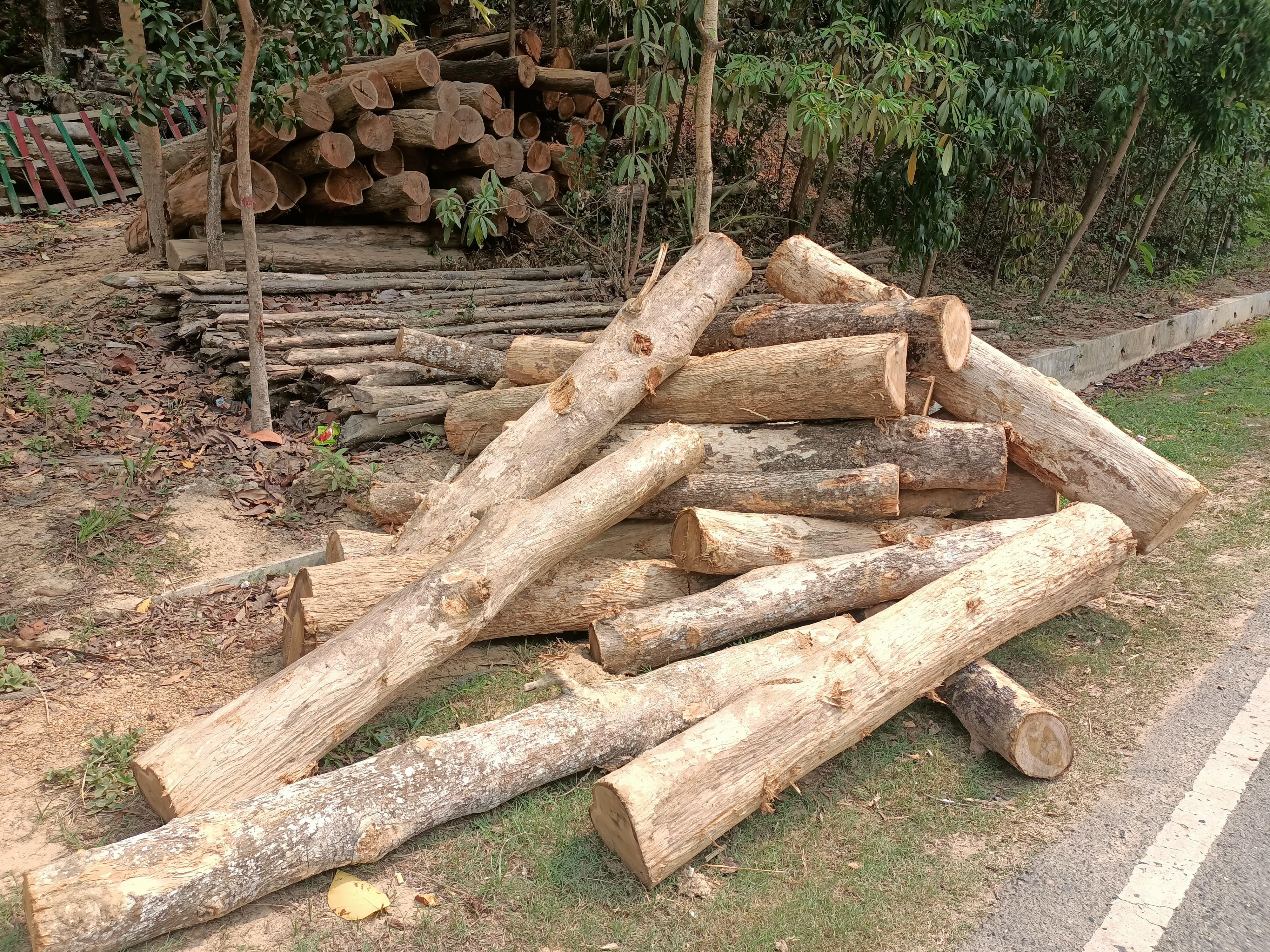 পাচারের আগমুহূর্তে সেগুন কাঠ জব্দ