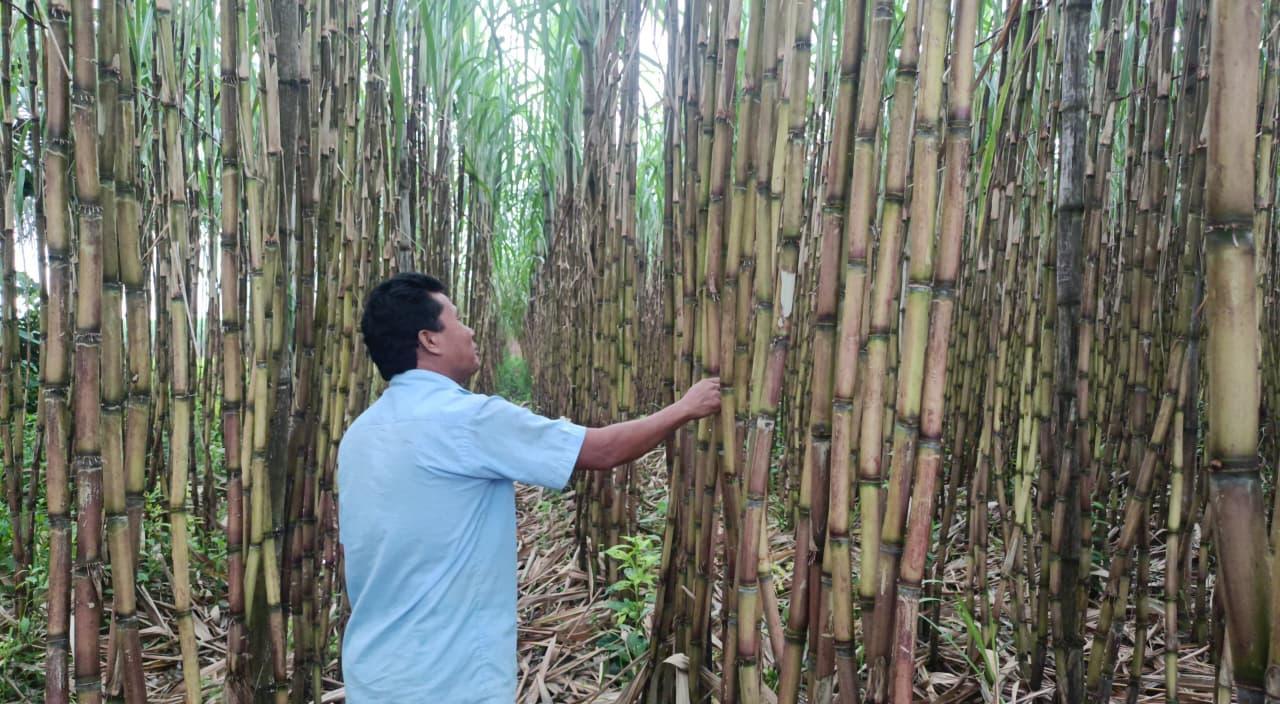 <h1>দীঘিনালায় প্রথমবার আখ চাষ, ৩থেকে ৪ লাখ টাকা বিক্রির স্বপ্ন বদন কুমারের<br />
</h1>