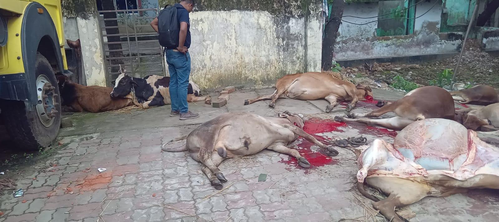 <h1>সীতাকুণ্ডে দুৰ্ঘটনায় ৫ গৱুসহ মালিকেৱ মৃত্যু, ৮টি গৱু জবাই&nbsp;</h1>