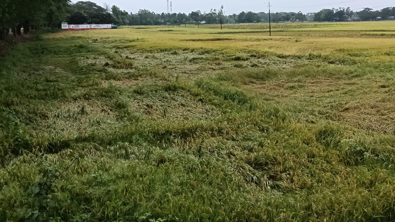 সংযুক্ত ছবি