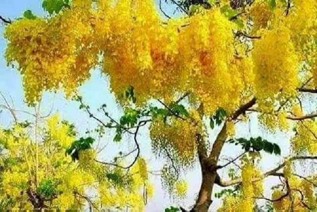 পাহাড়জুড়ে ফুলের রাজত্ব