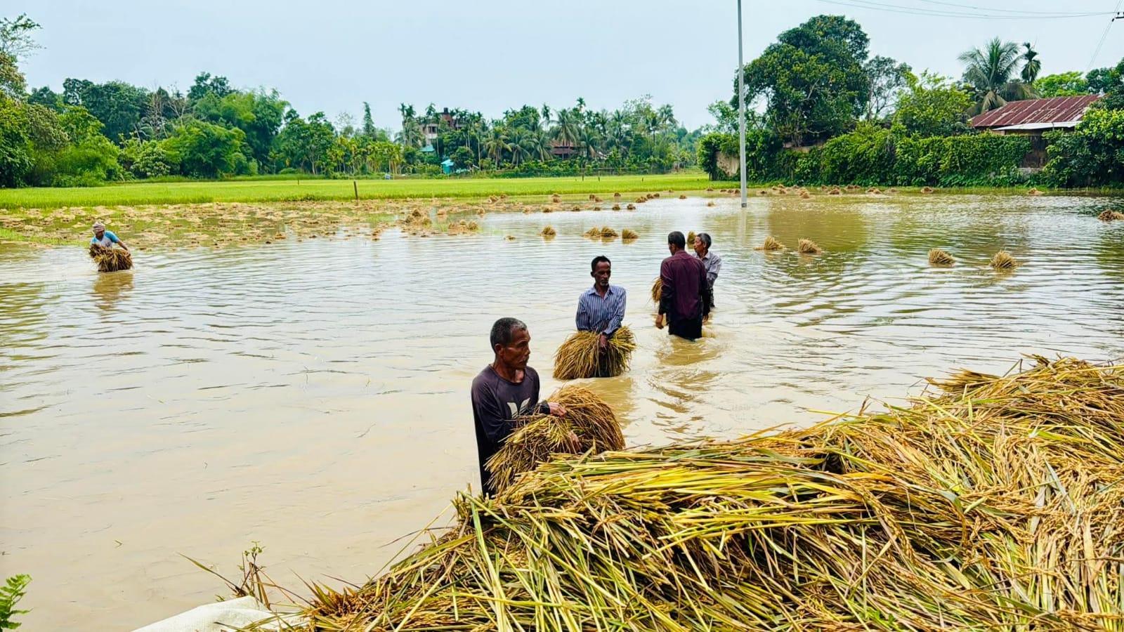 খাগড়াছড়িতে কৃষিতে ক্ষতি ৮৩২ হেক্টর জমি