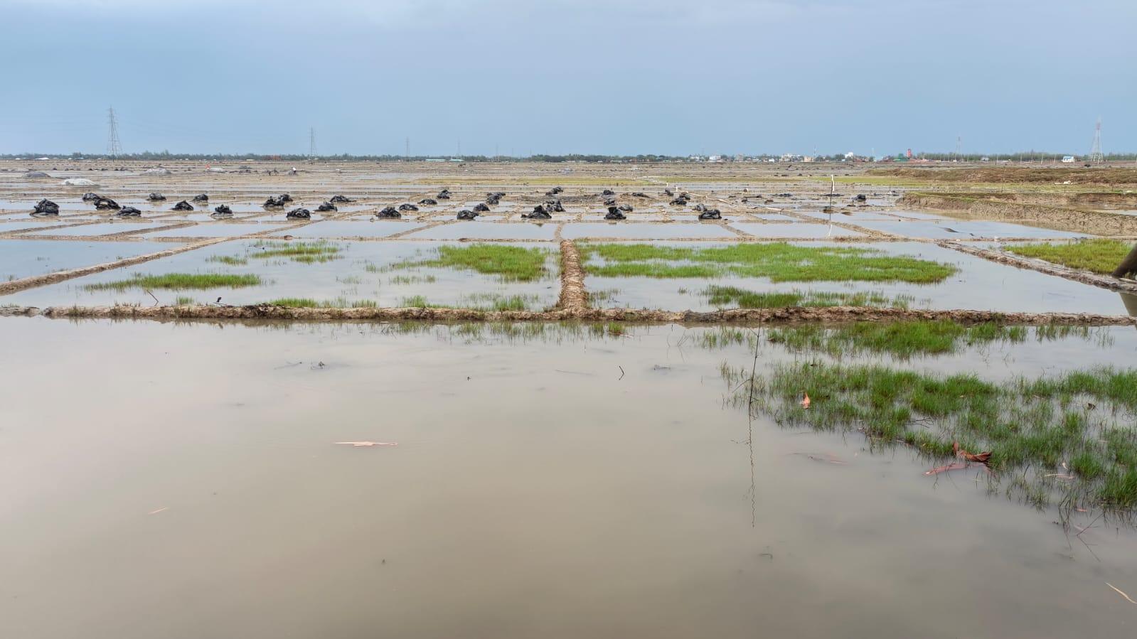 হঠাৎ বৃষ্টিতে ভেঙ্গে গেল লবণ চাষীদের স্বপ্ন